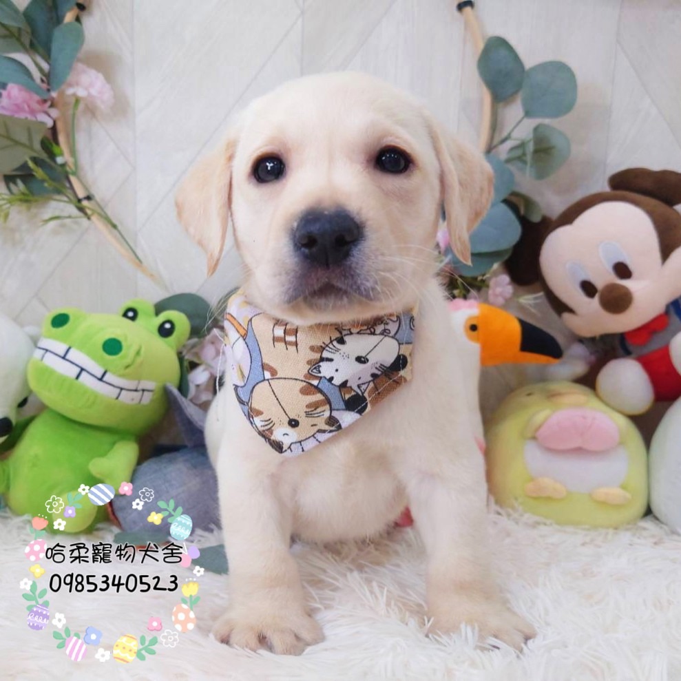 哈柔寵物犬舍／拉不拉多犬