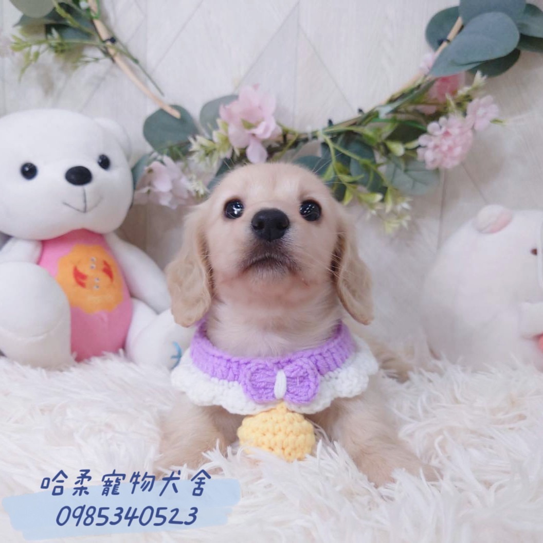 哈柔寵物犬舍／臘腸犬