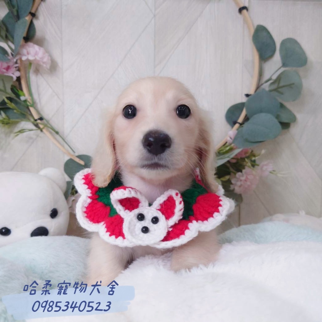 哈柔寵物犬舍／臘腸犬