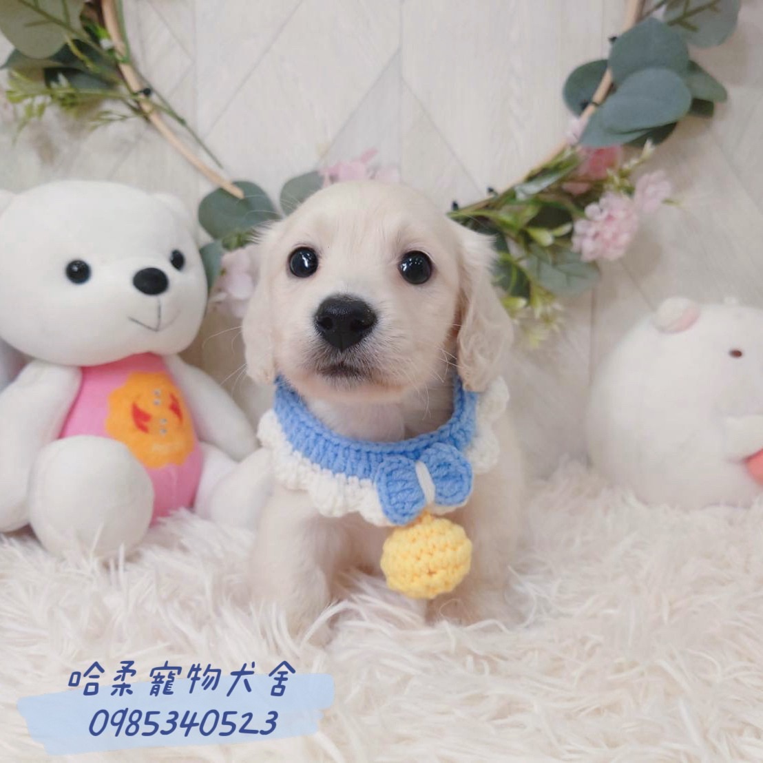 哈柔寵物犬舍／臘腸犬