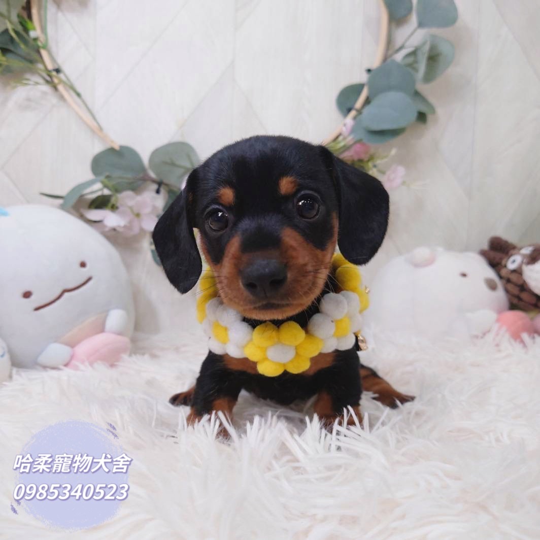 哈柔寵物犬舍／臘腸犬