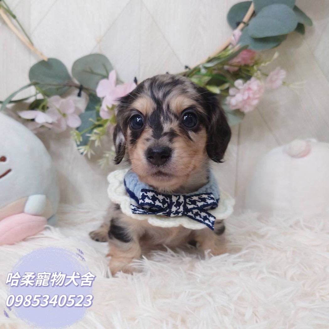 哈柔寵物犬舍／臘腸犬