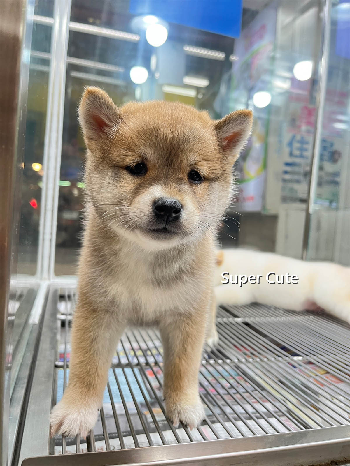 超可愛名犬社／赤色柴犬