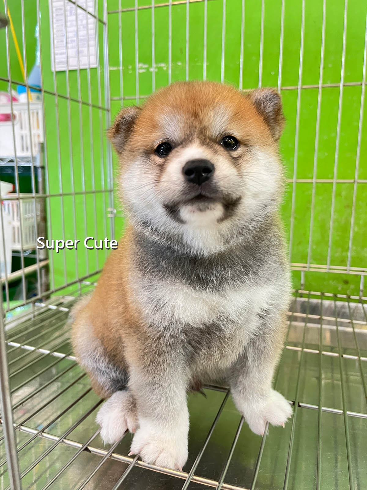 超可愛名犬社／赤色柴犬