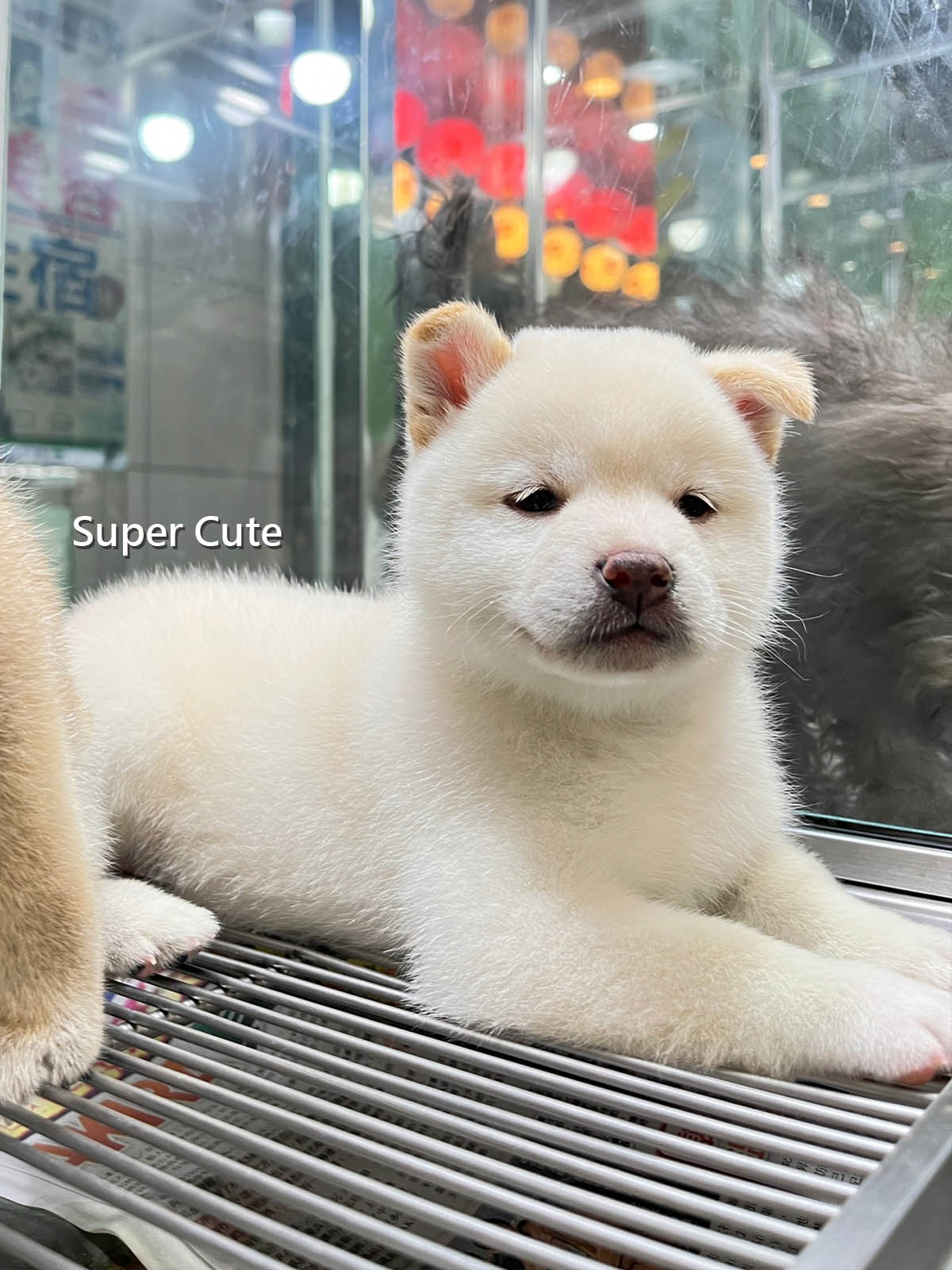 超可愛名犬社／白色柴犬