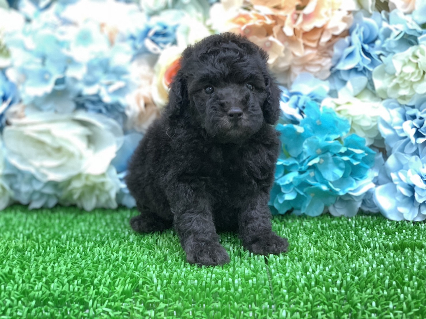 愛玩家犬貓寵物坊／灰貴賓