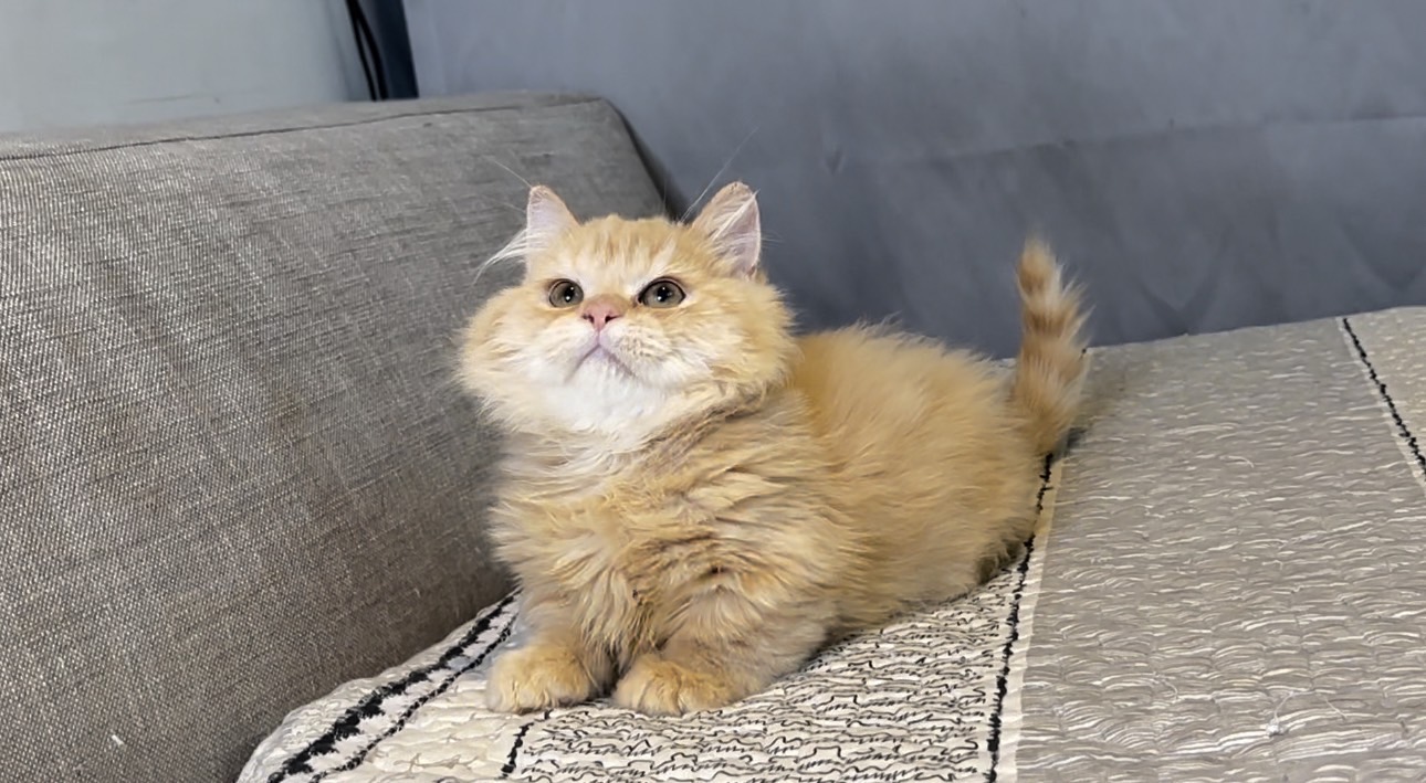 尊爵名皇／橘金漸層小步舞曲