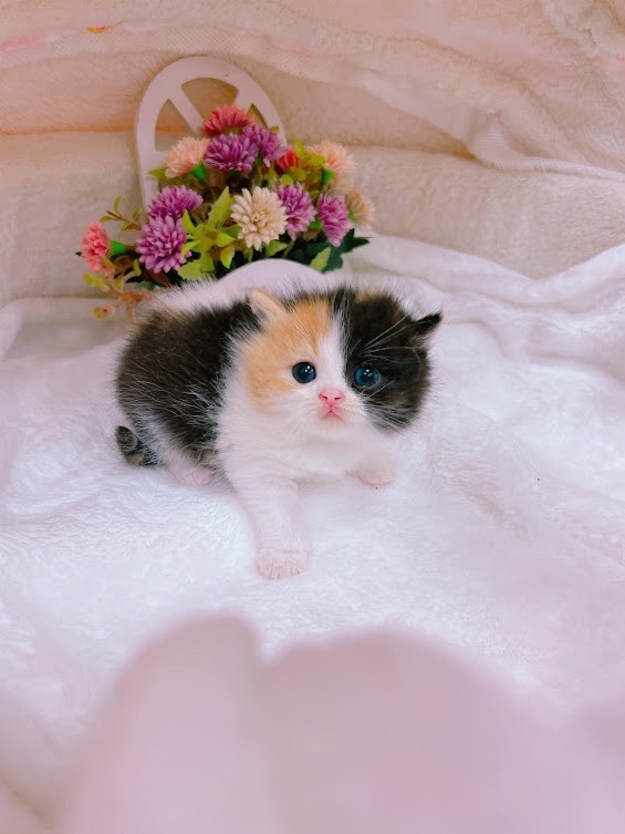 星光貓舍／黑三花色英國短毛貓