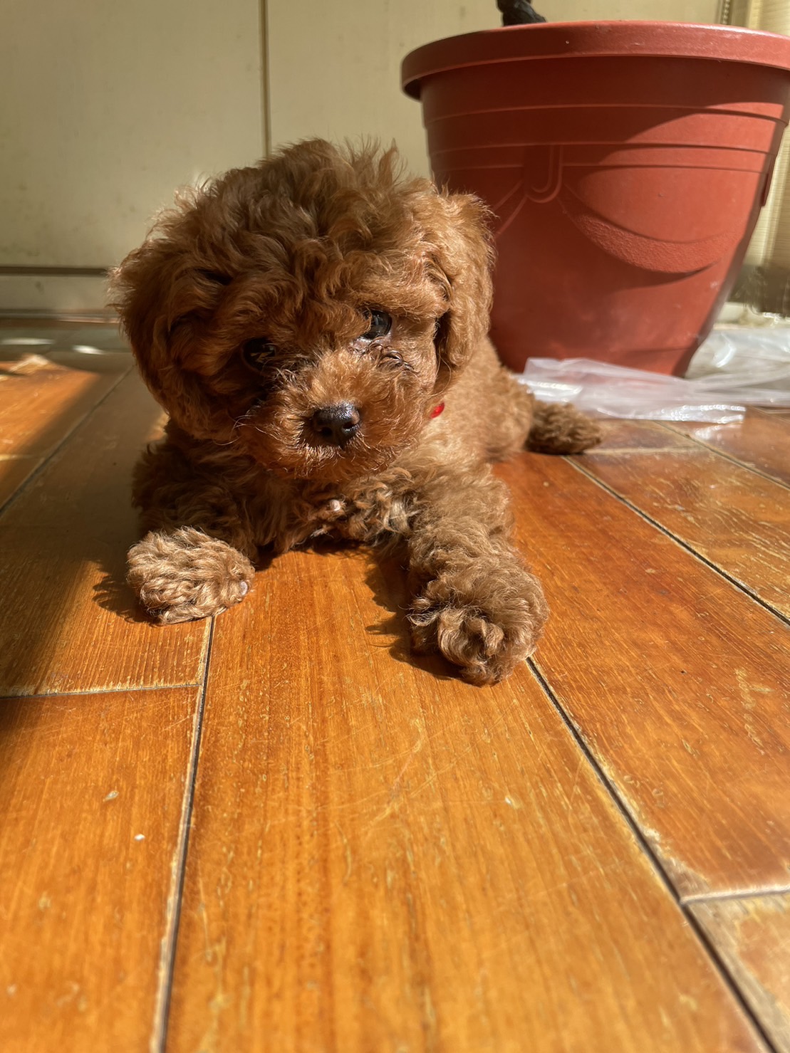 威力寵物店／紅貴賓