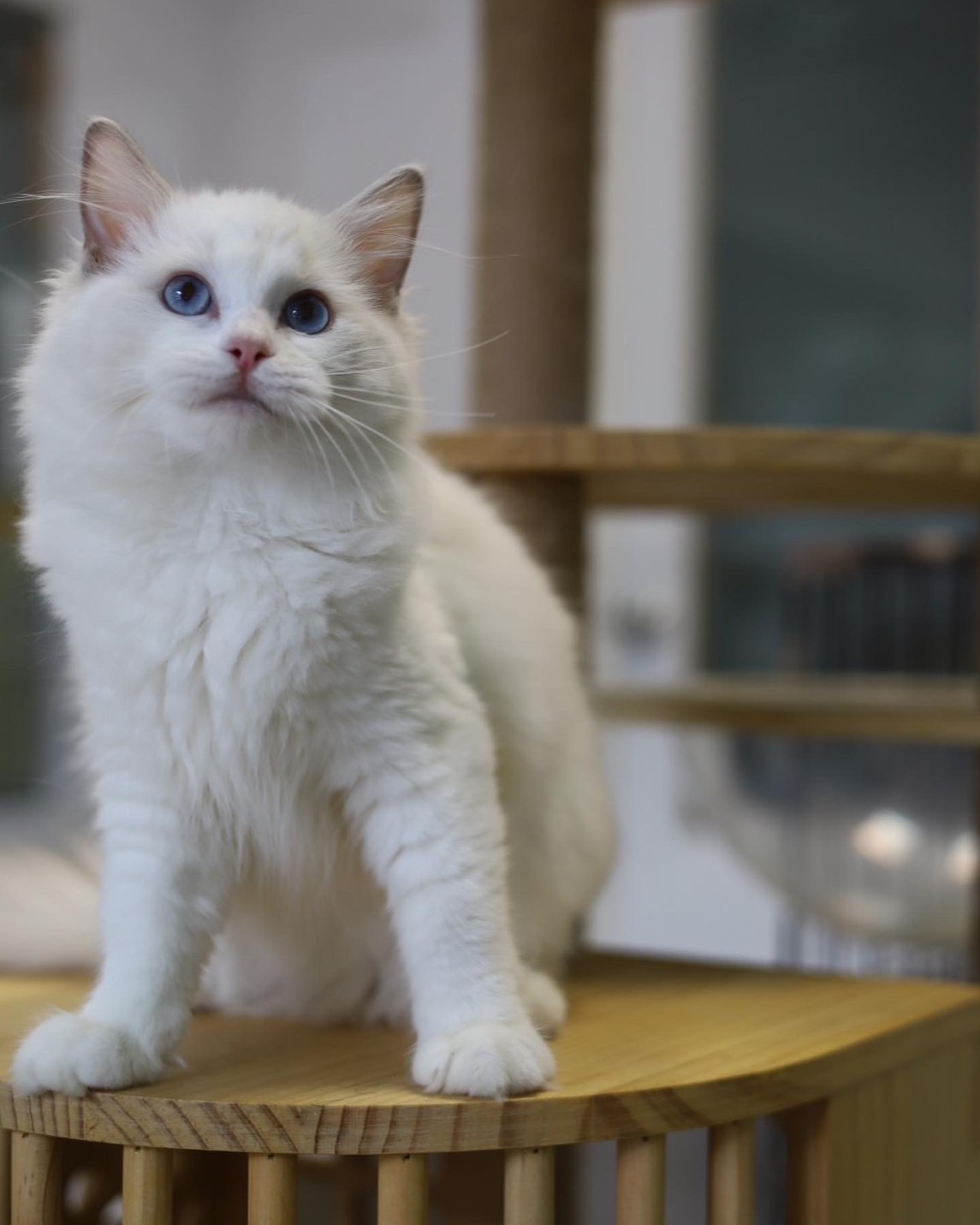 琥珀布偶貓舍／藍雙色布偶貓