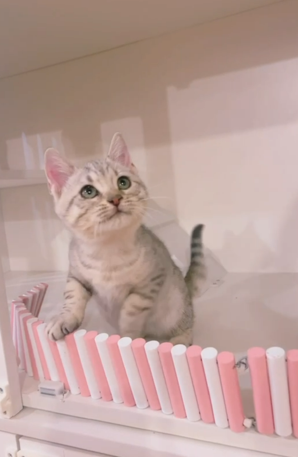 星光貓舍／銀灰色非標準曼赤肯