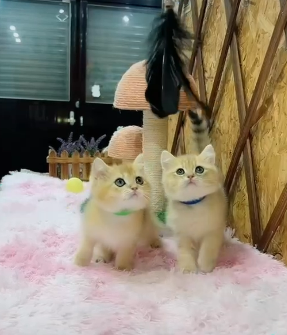 金瑟喵屋／金漸層英國短毛貓