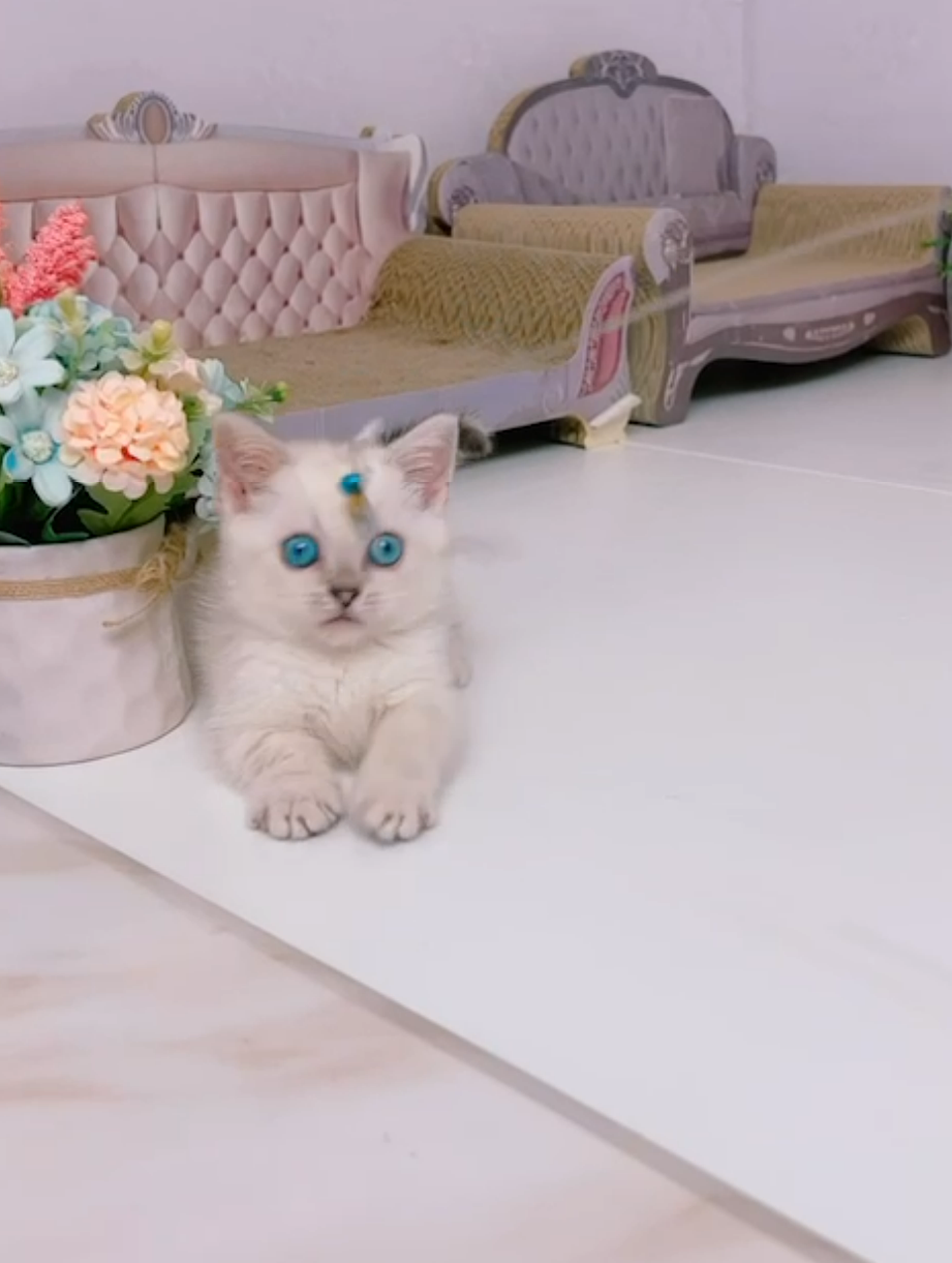 星光貓舍／重點色曼赤肯