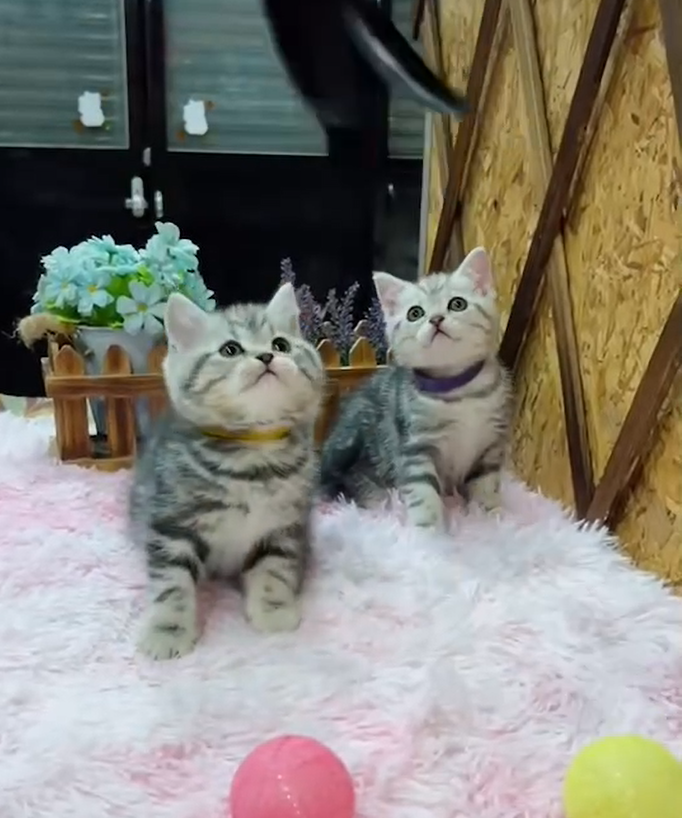 金瑟喵屋／銀白螺旋紋美國短毛貓