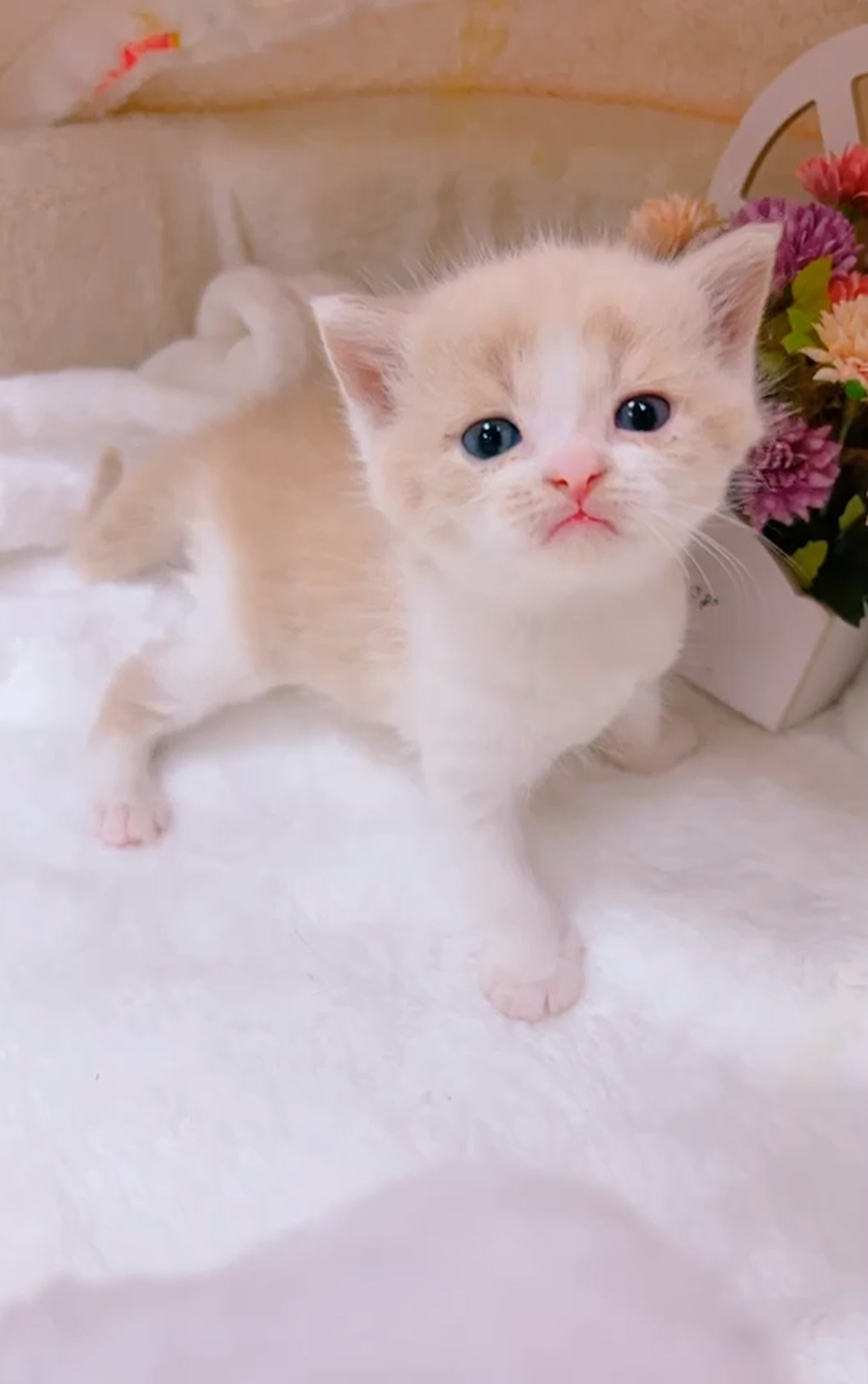 星光貓舍／奶油白色英國短毛貓