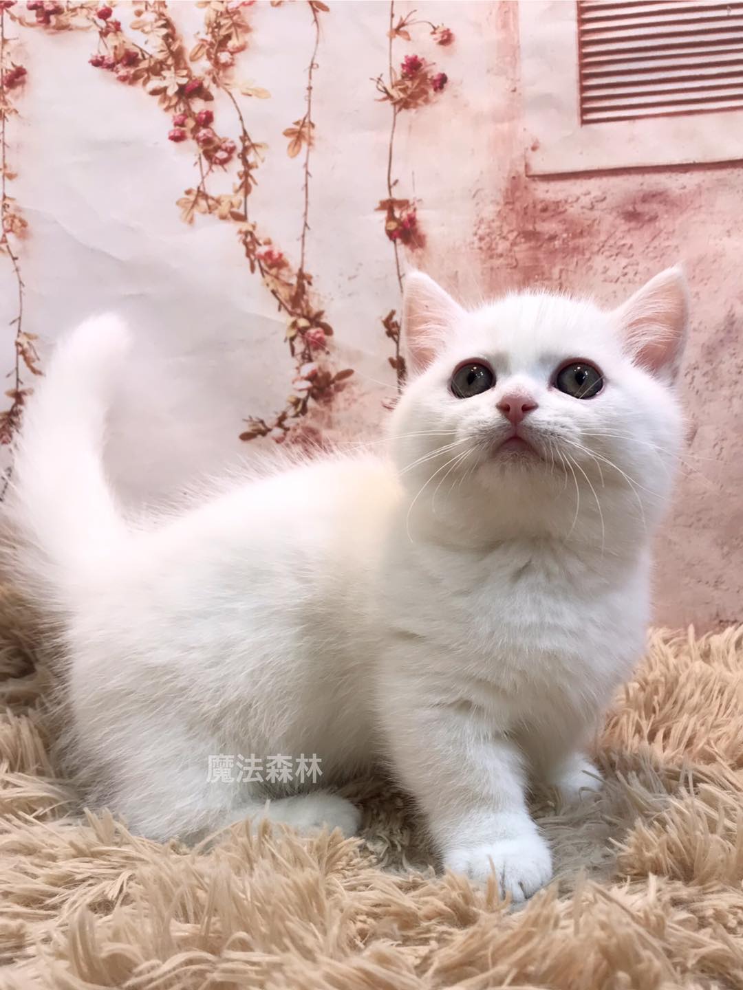 魔法森林／雪白曼次肯