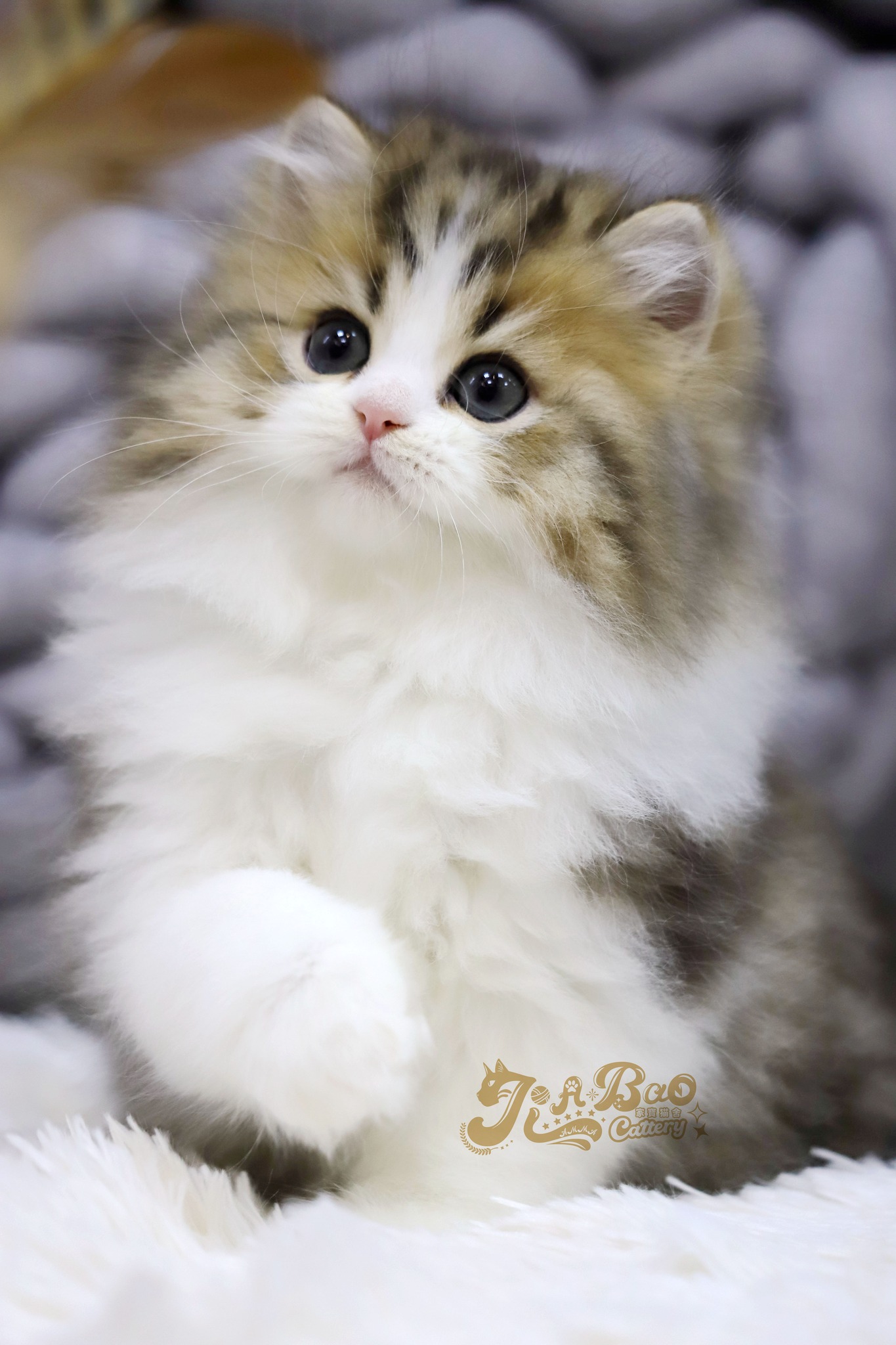 家寶寵物／金加白英國長毛貓