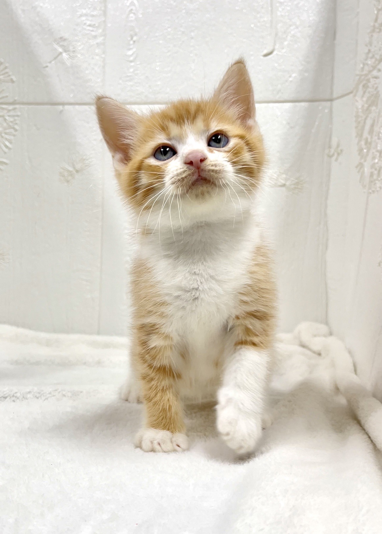 貓咪總動員館／橘白美國短毛貓