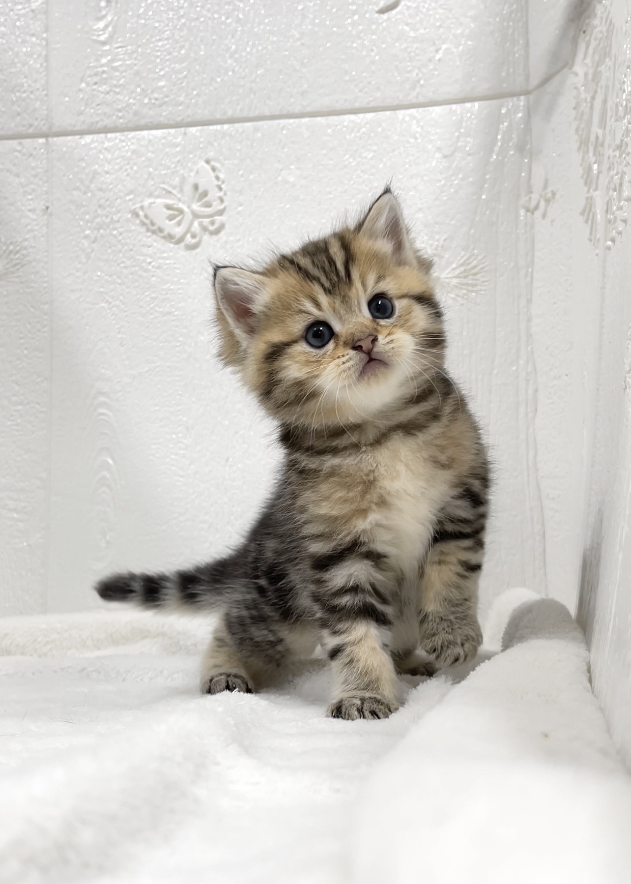 貓咪總動員館／古銅美國短毛貓