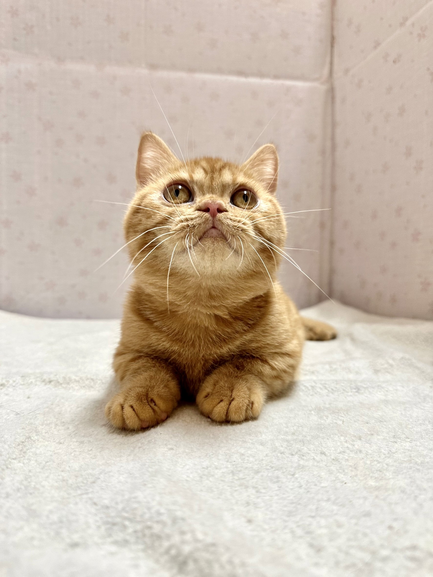 貓咪總動員館／橘紅色曼赤肯