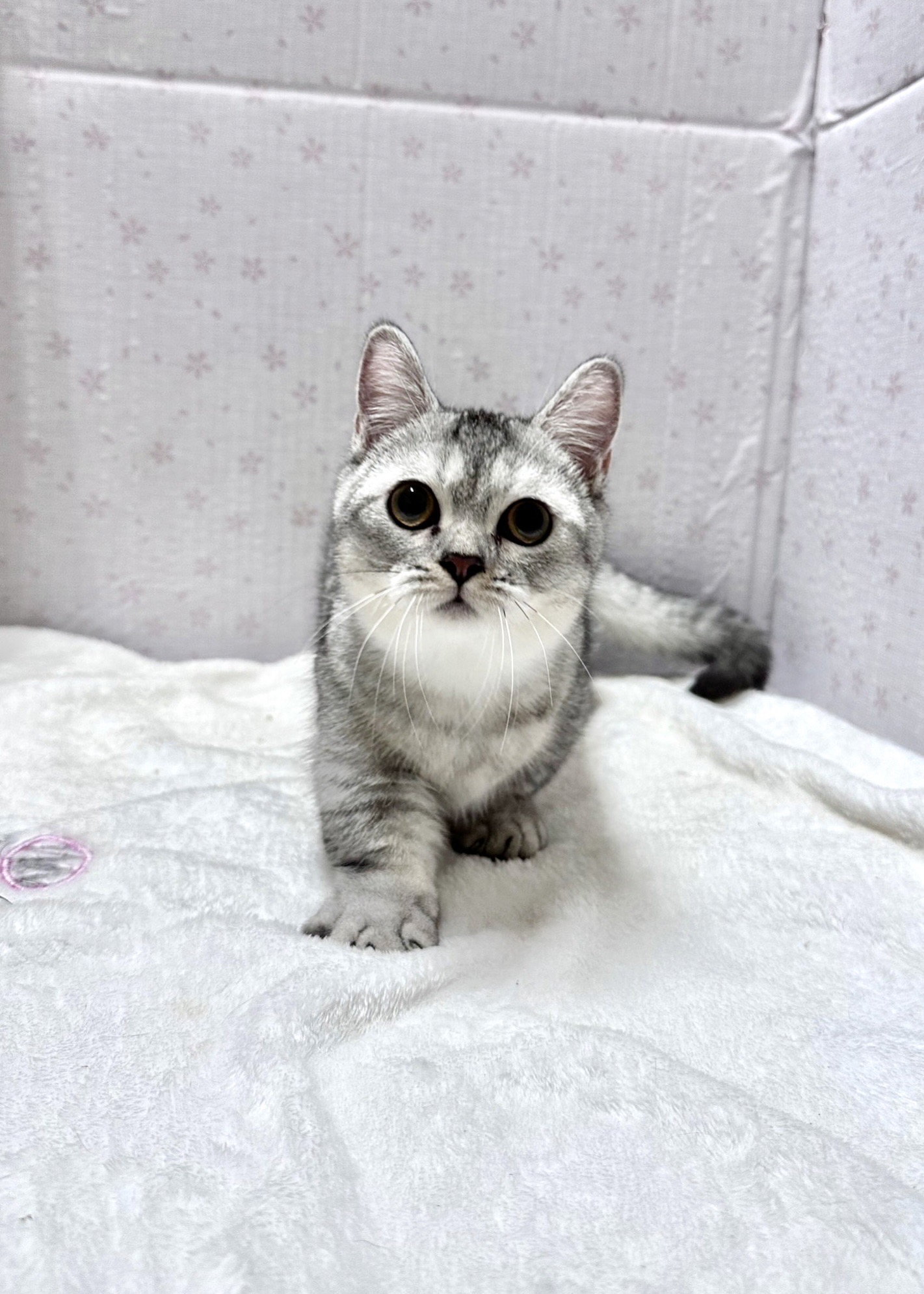 貓咪總動員館／銀漸層曼赤肯