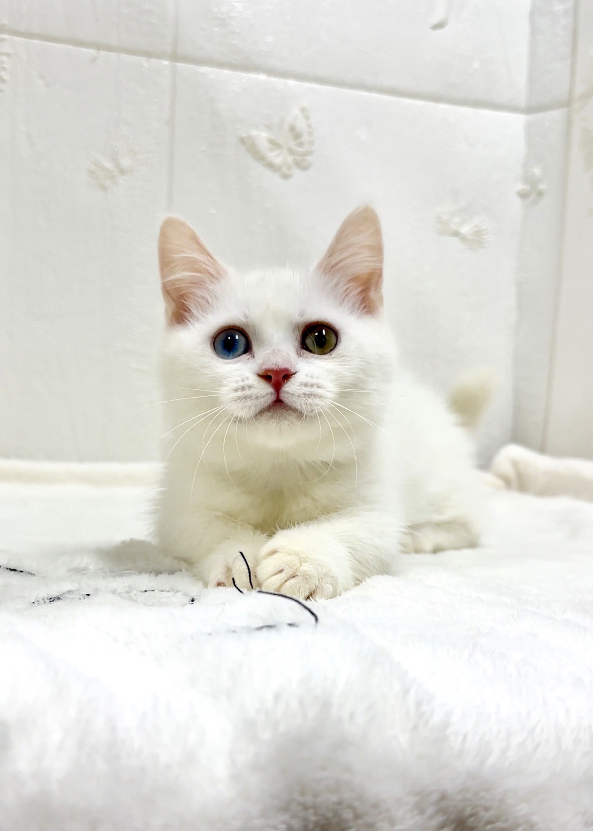 貓咪總動員館／白色異瞳曼赤肯