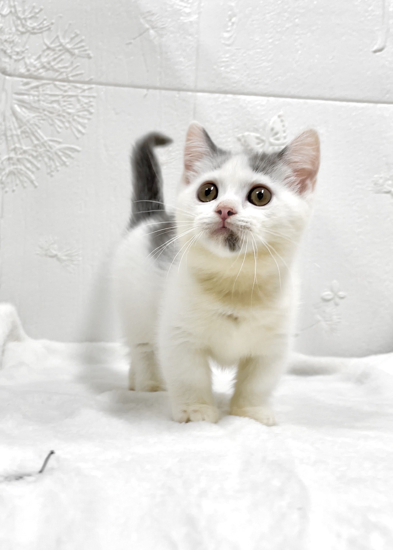 貓咪總動員館／藍白曼赤肯