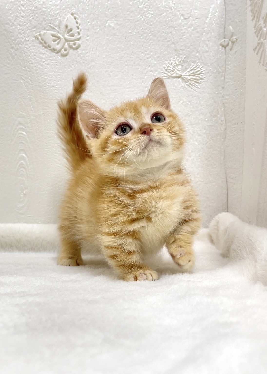 貓咪總動員館／橘紅色曼赤肯