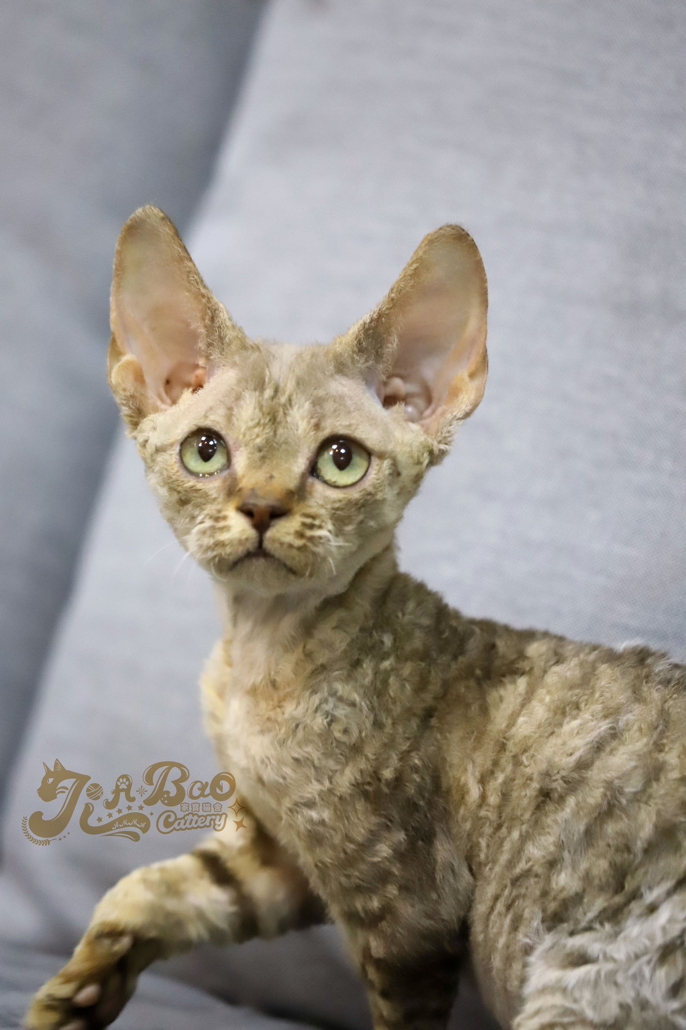 家寶寵物／巧克力色虎斑德文捲毛貓