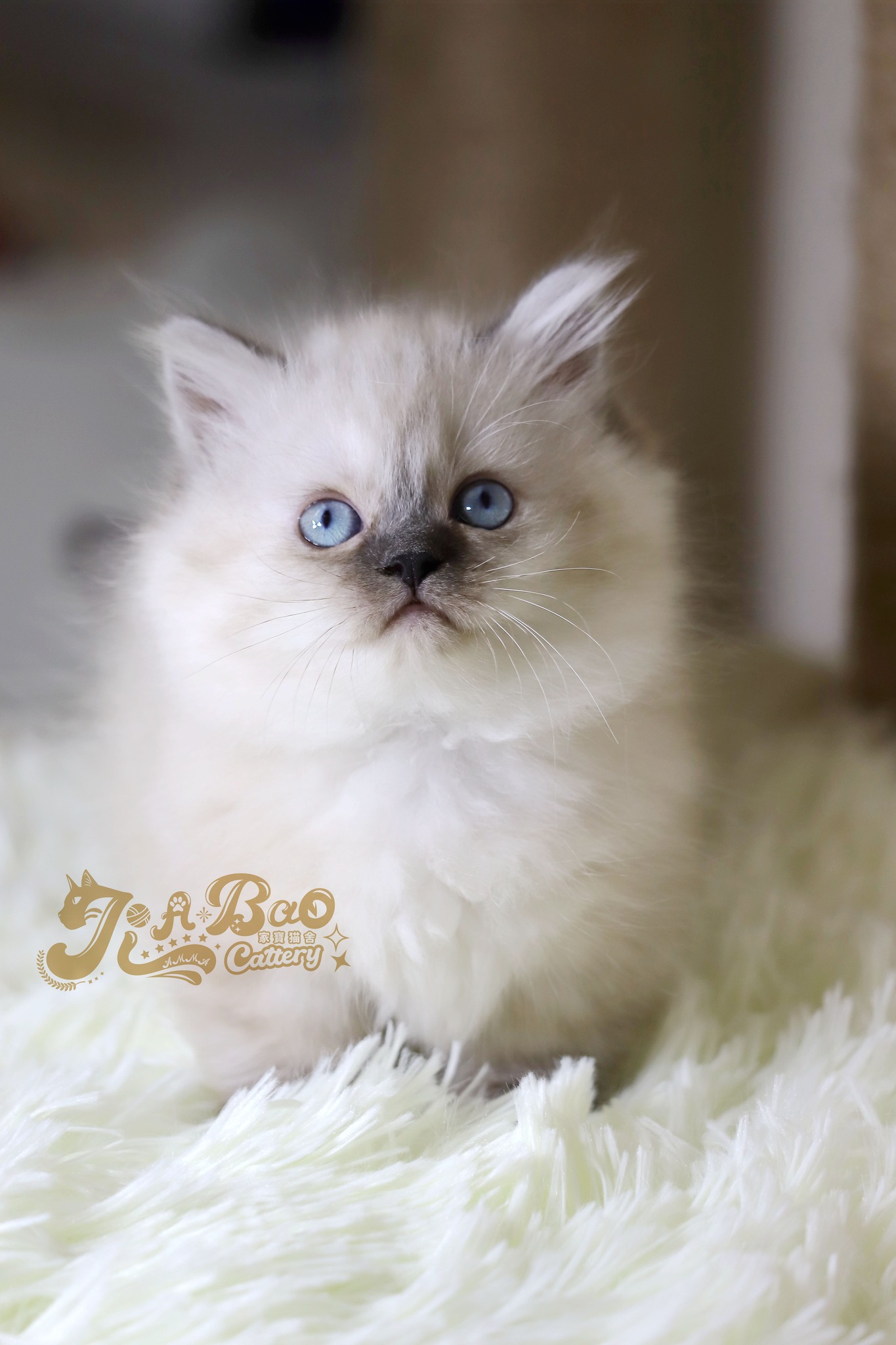 家寶寵物／山貓紋小步舞曲