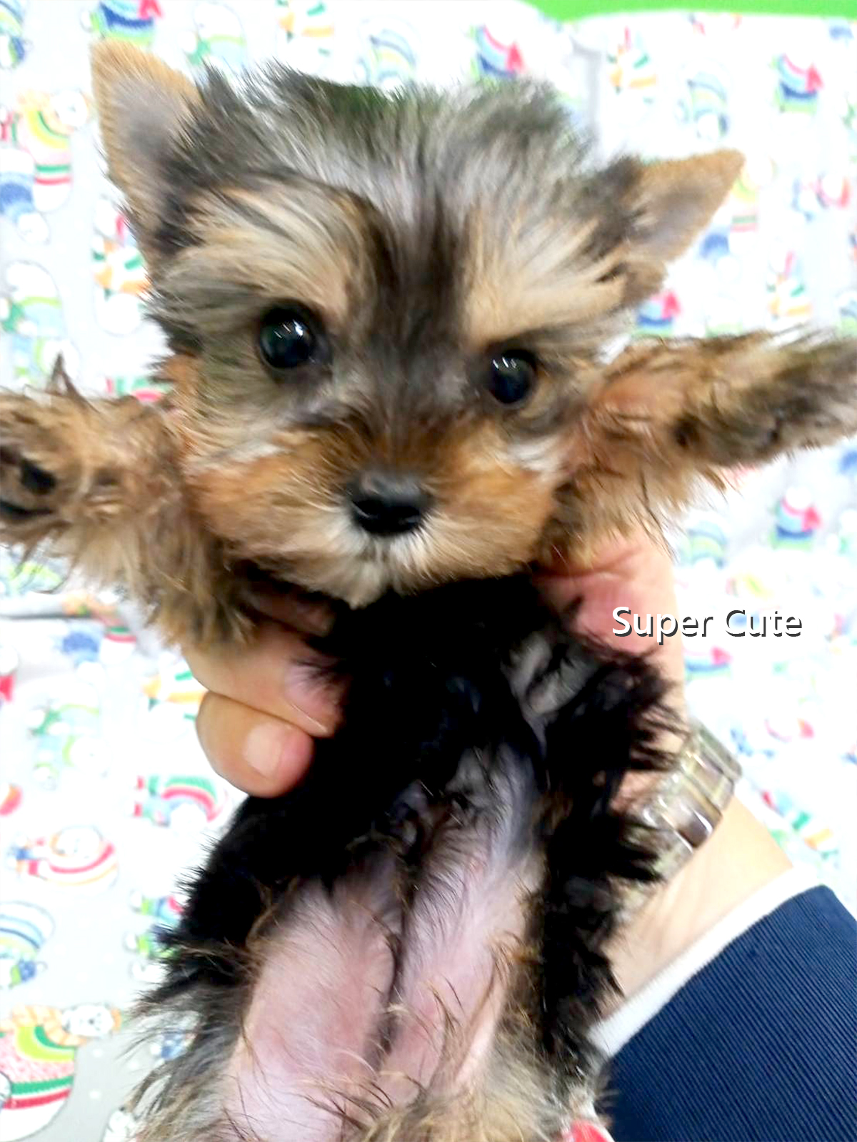 超可愛名犬社／約克夏