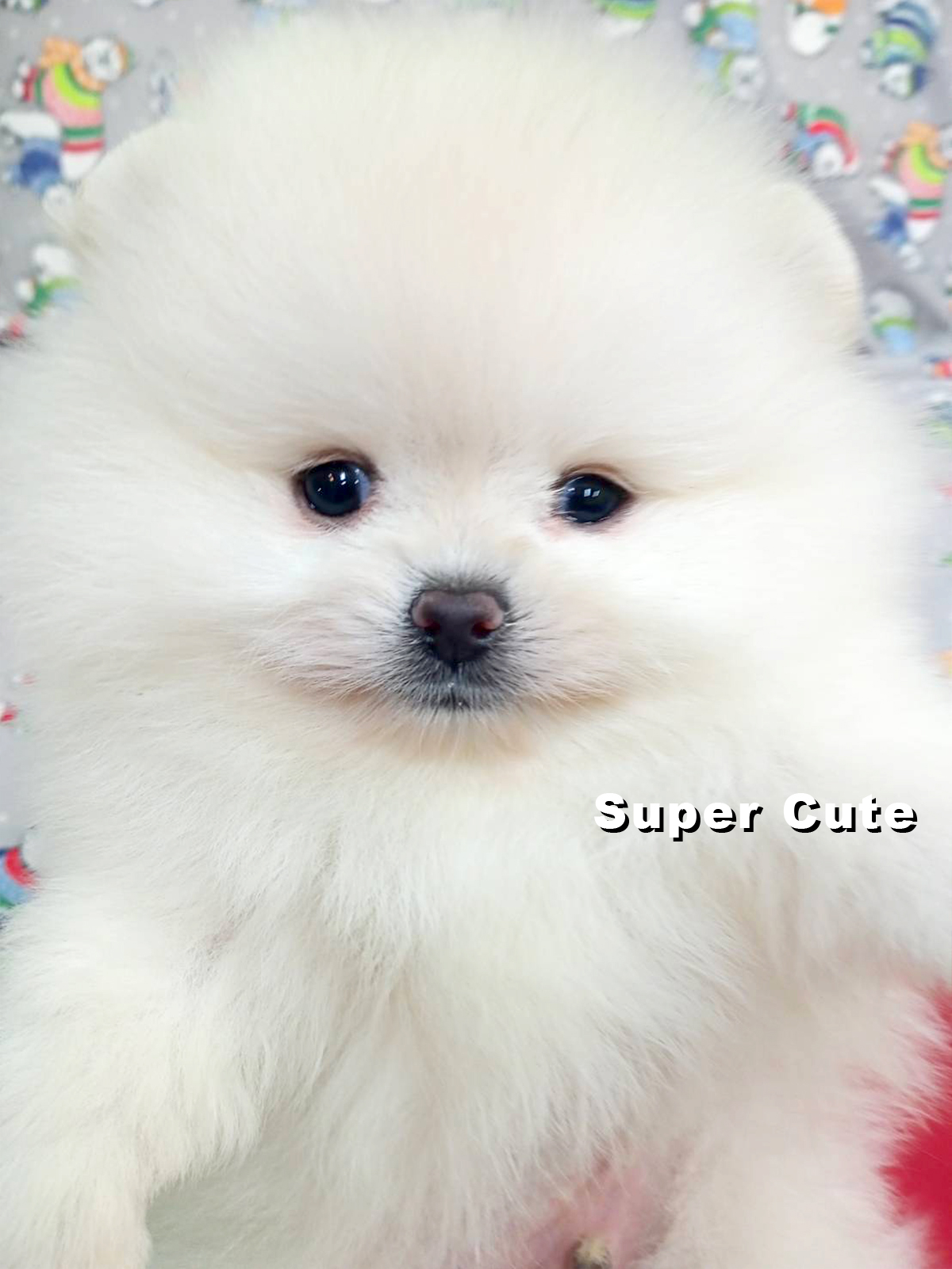 超可愛名犬社／白色博美犬