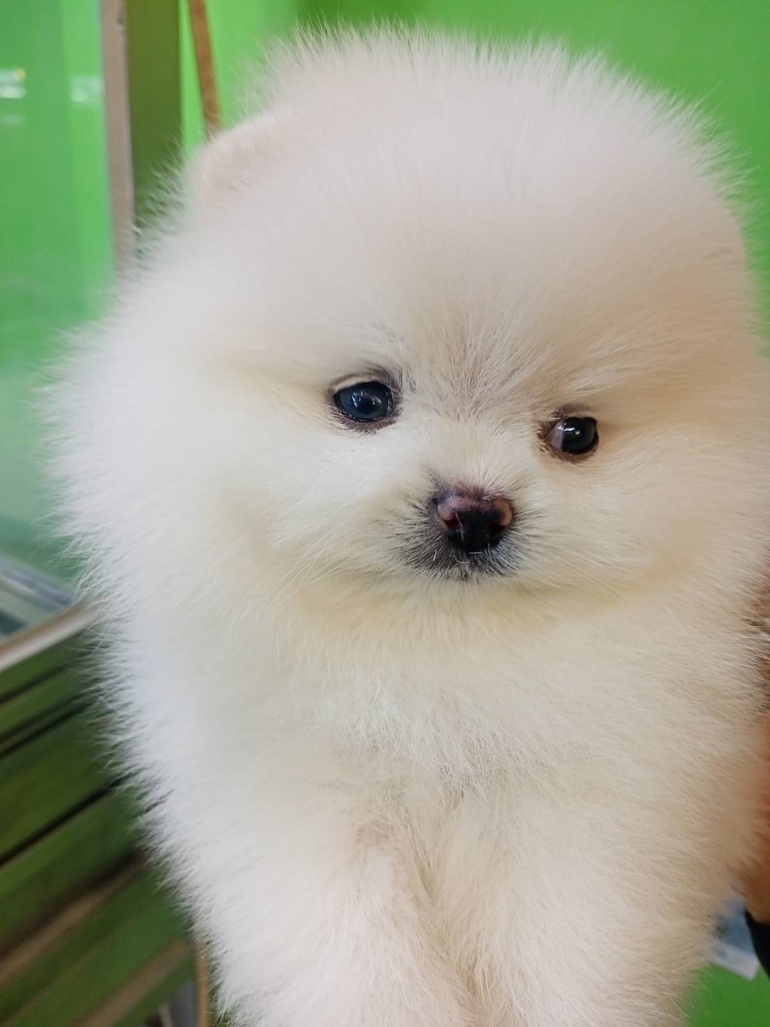 超可愛名犬社／白色博美犬