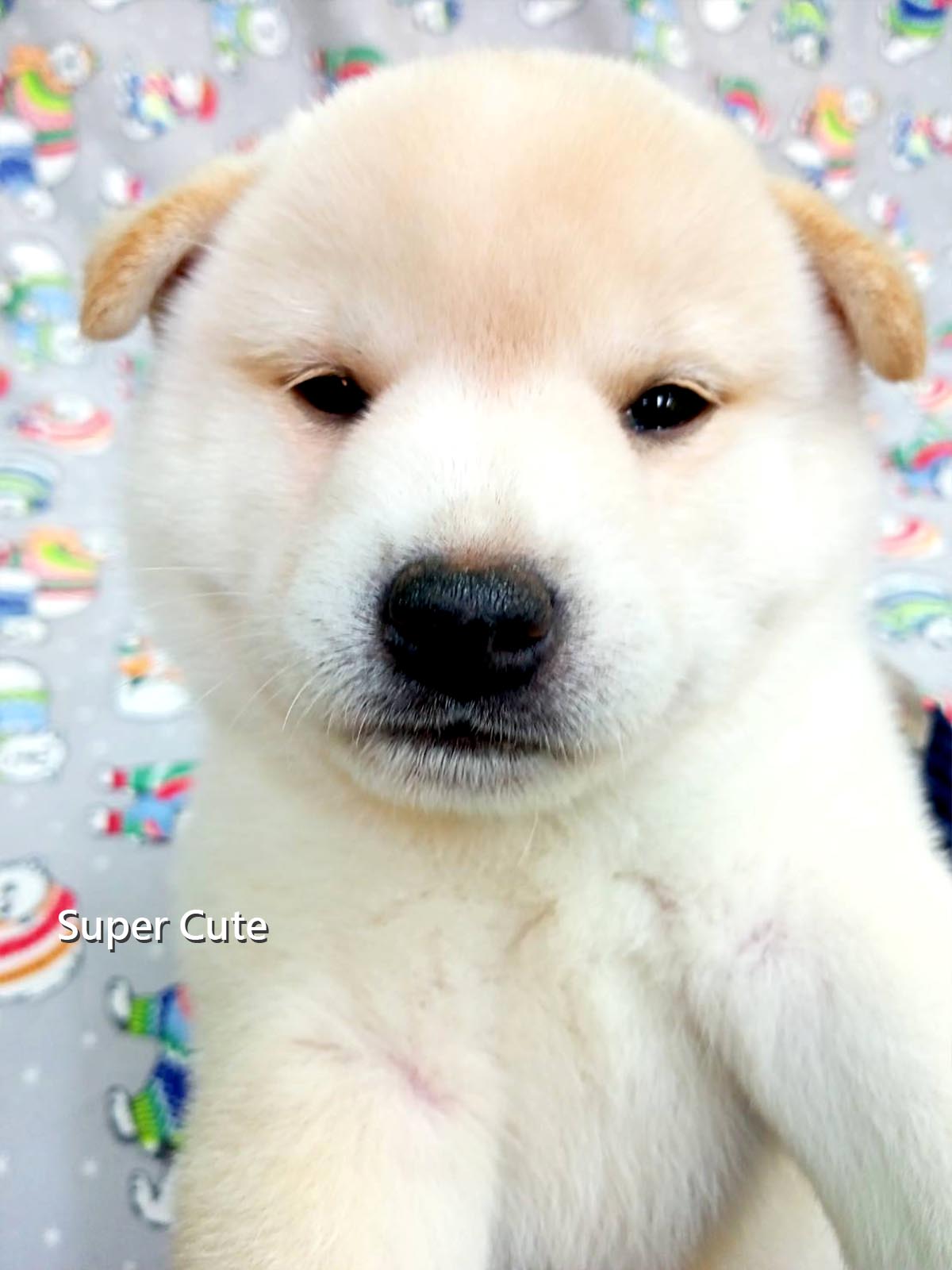 超可愛名犬社／白色柴犬