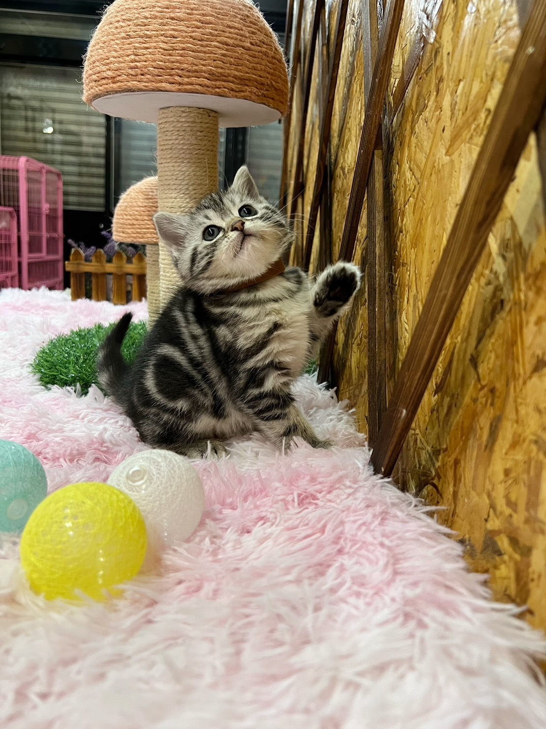 金瑟喵屋／銀白色、古銅色美國短毛貓