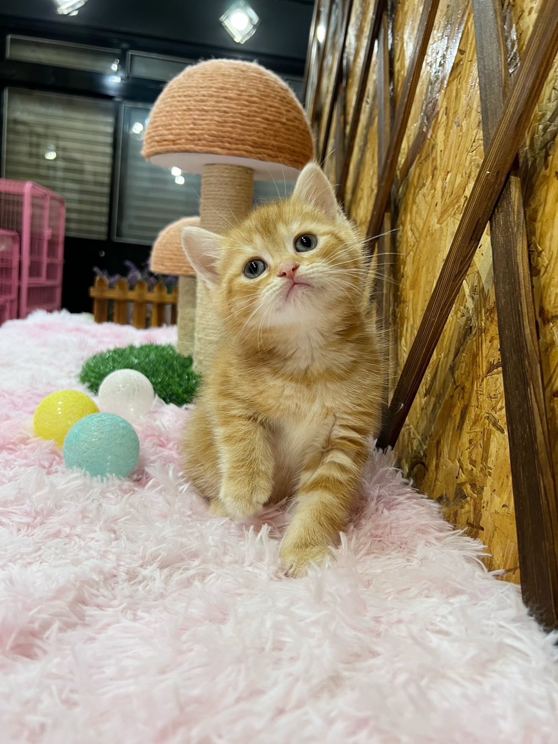 金瑟喵屋／橘色英國短毛貓