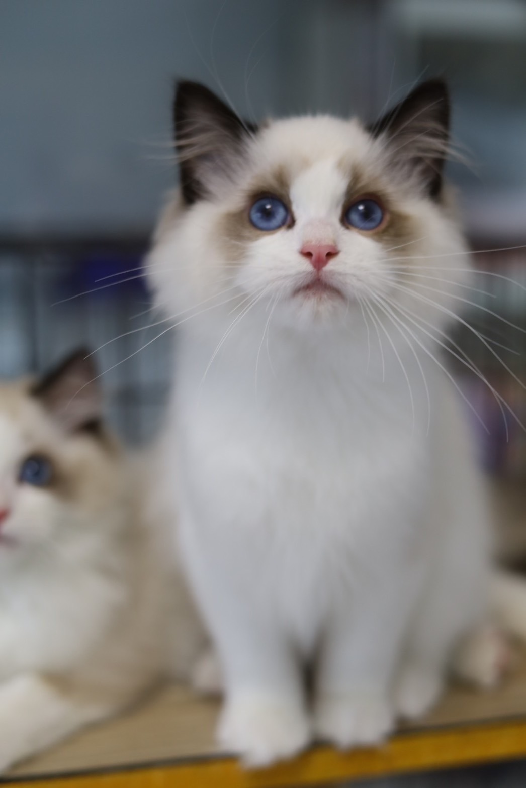 琥珀布偶貓舍／海豹雙色布偶貓