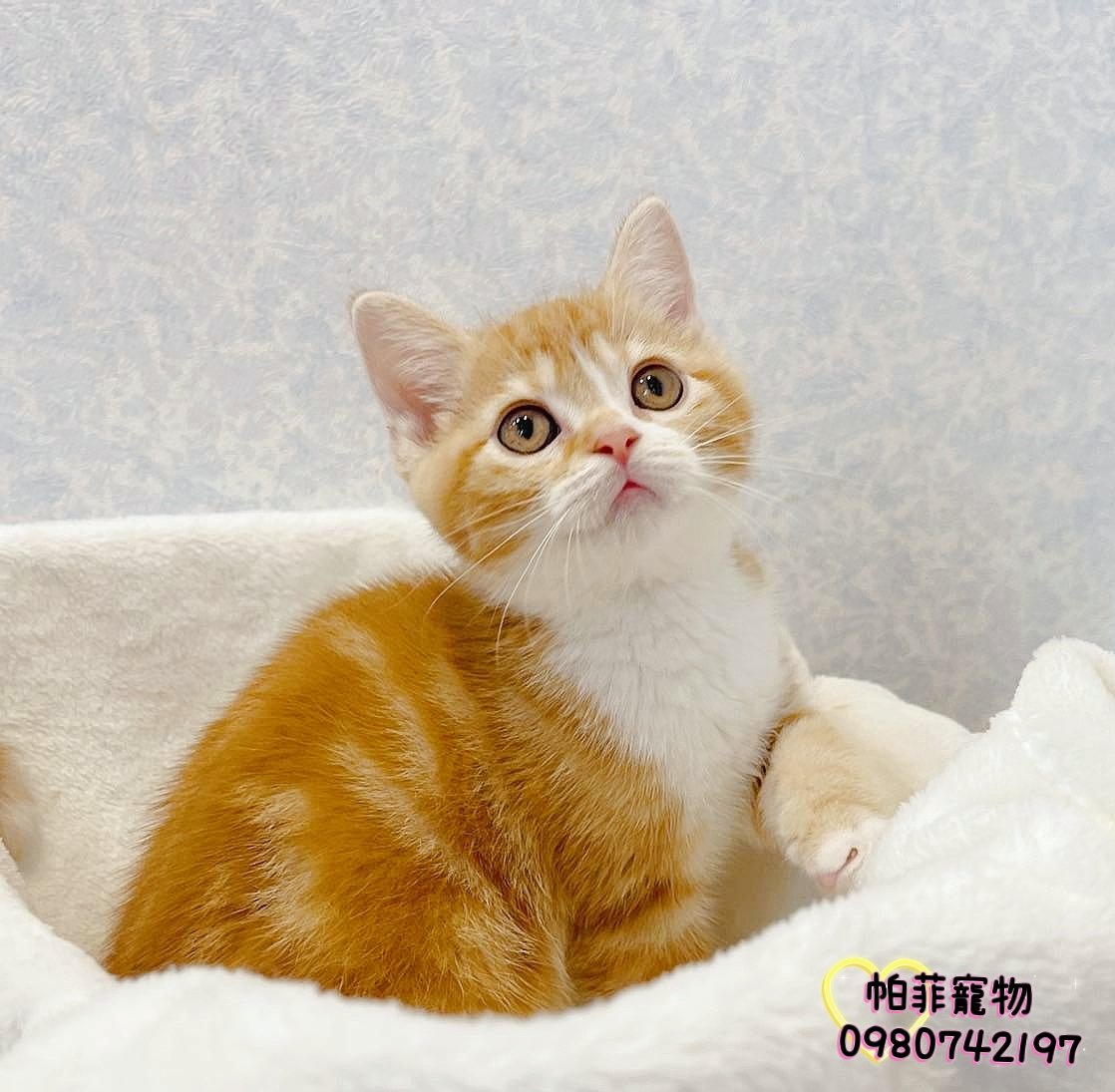 帕菲寵物館／橘白美國短毛貓