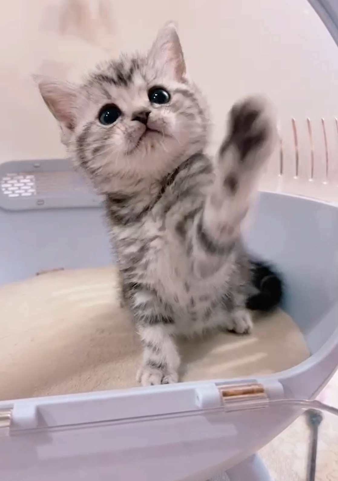 星光貓舍／銀灰螺旋紋美國短毛貓