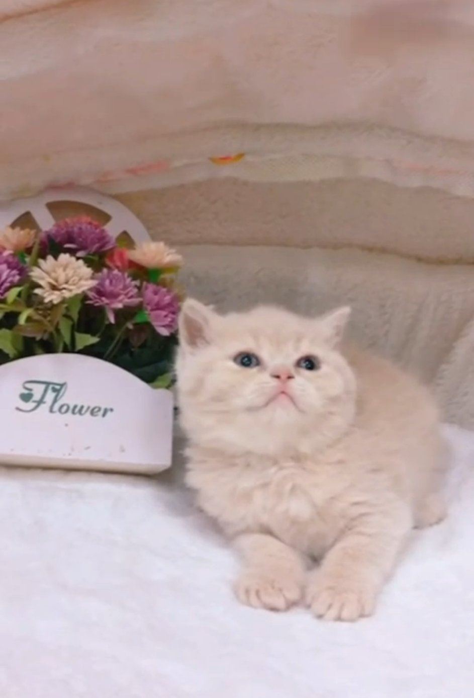 星光貓舍／奶茶英國短毛貓