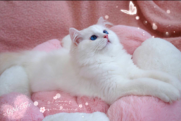 嚴選合法寵物店-蘋果樹下的布偶貓