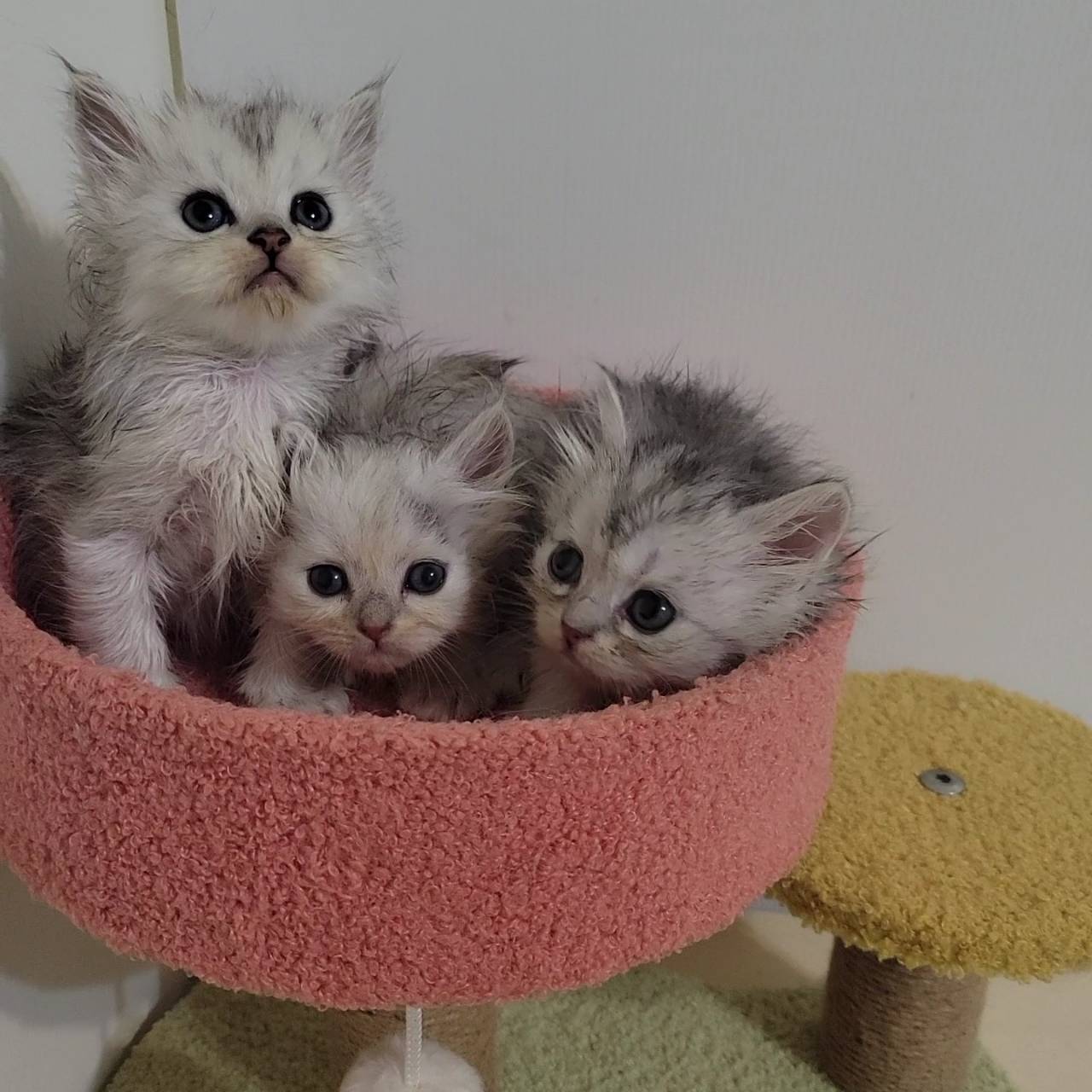 刻在你心底的貓／銀白金吉拉