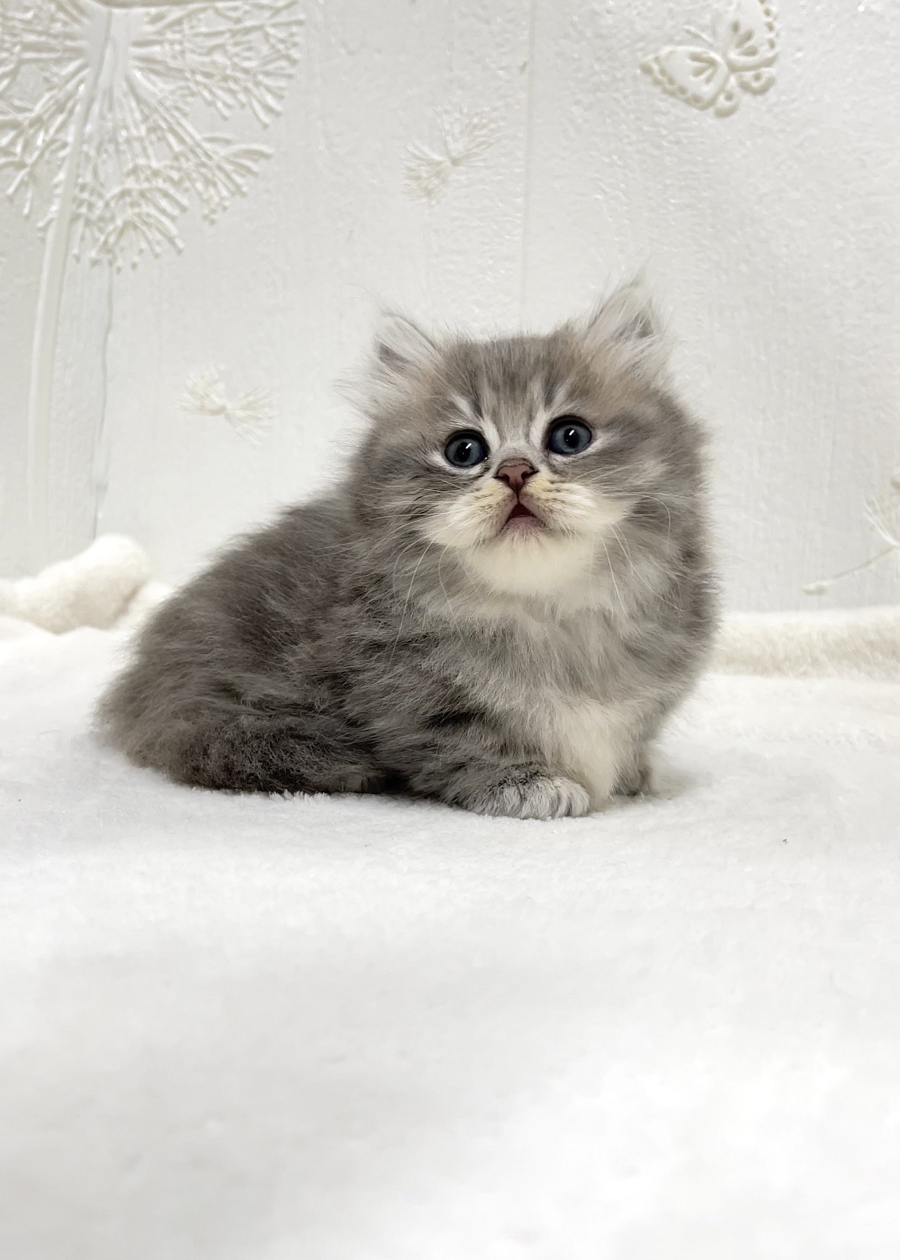 貓咪總動員館／銀灰色小步舞曲