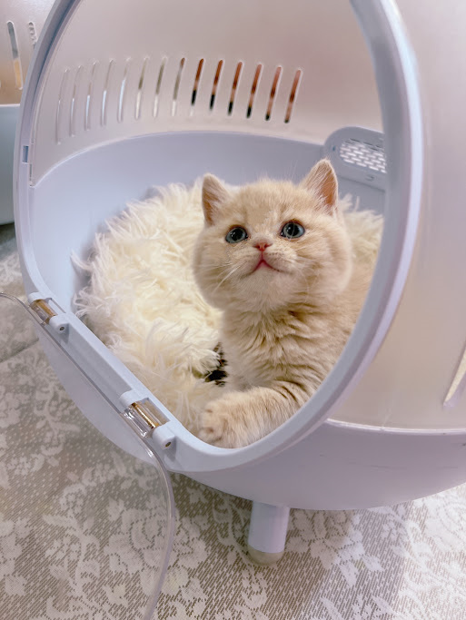 星光貓舍／奶茶英國短毛貓