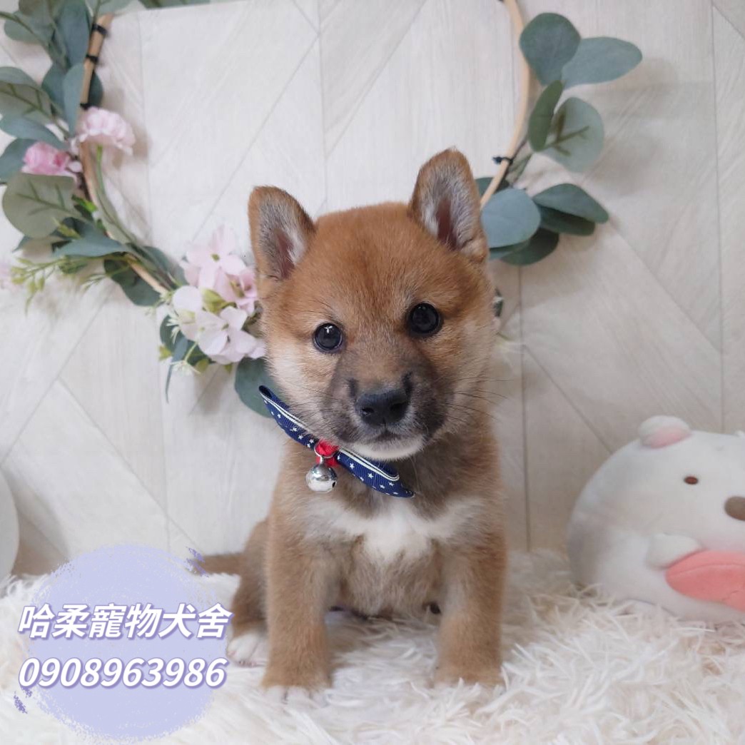 哈柔寵物犬舍／赤色柴犬