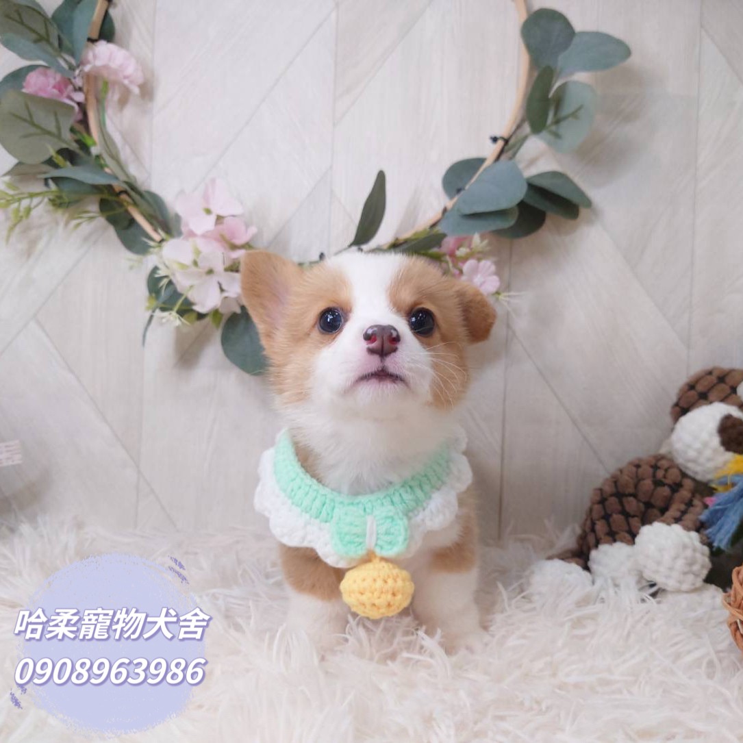 哈柔寵物犬舍／威爾斯黃白柯基犬