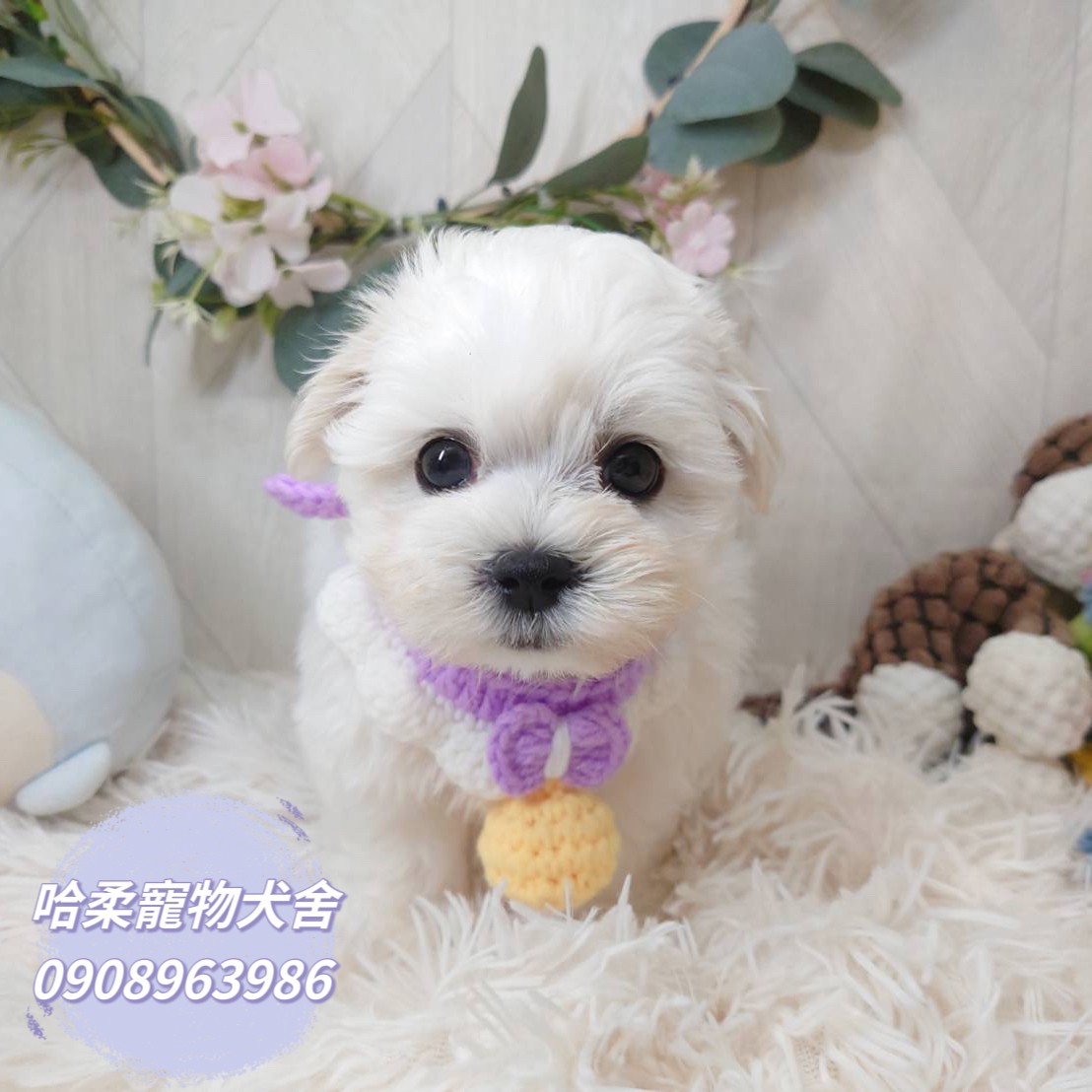 哈柔寵物犬舍／瑪爾濟斯