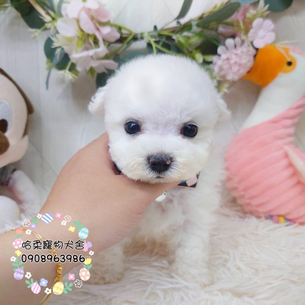 哈柔寵物犬舍／瑪爾泰迪