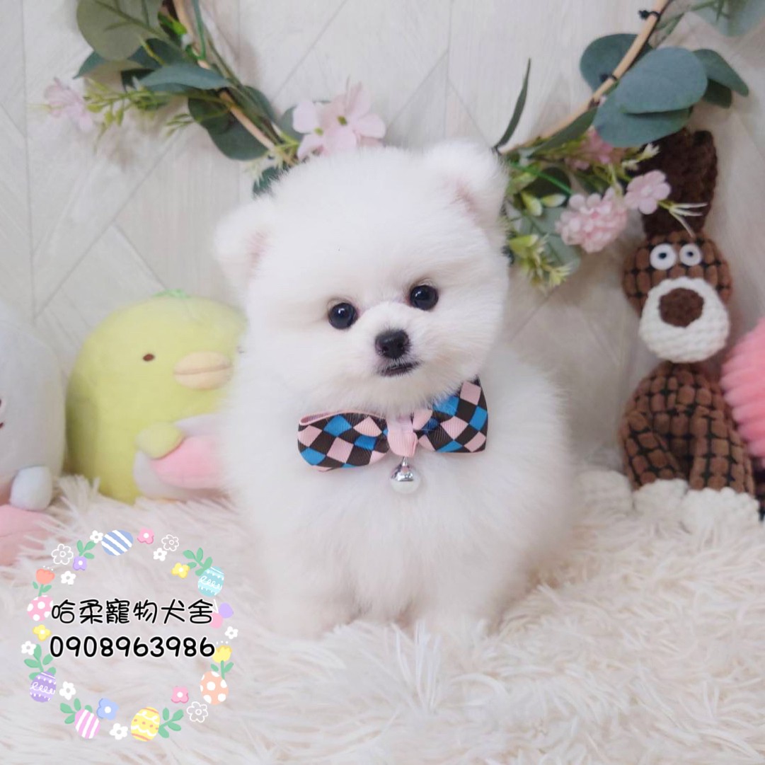 哈柔寵物犬舍／白博美