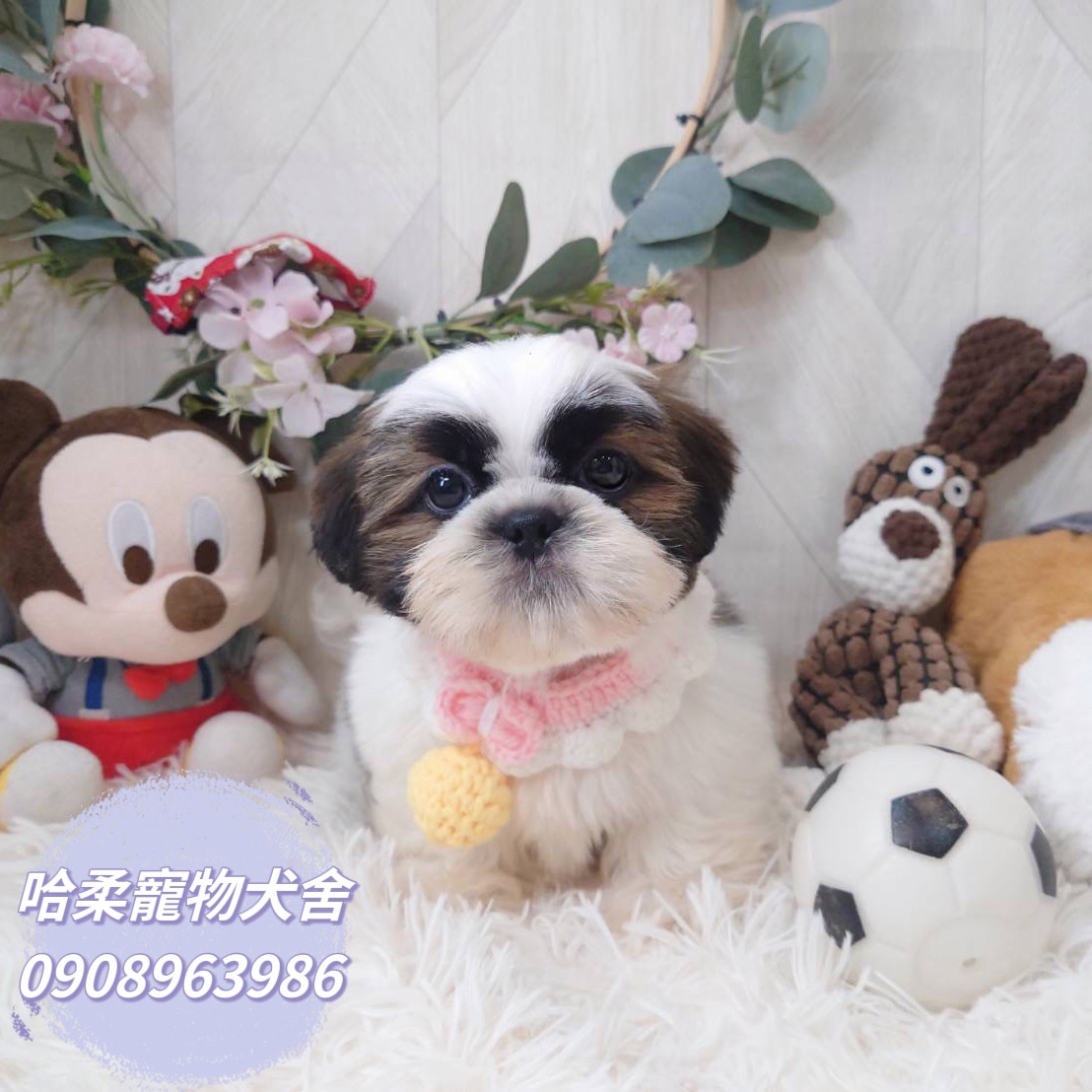 哈柔寵物犬舍／西施犬